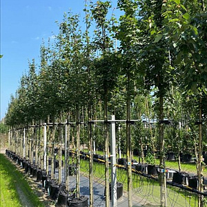 Acer campestre 14-16 HO container