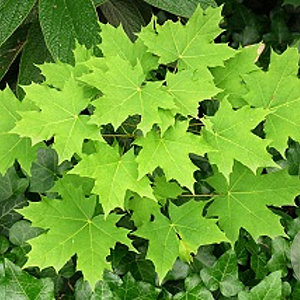 Acer platanoides 20-25 HO container