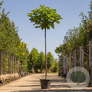 Catalpa bignonioides 'Nana' 12-14 HO container 225 cm stam