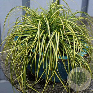 Carex oshim. Evercolor Eversheen 20-25 cm 2,0L