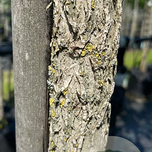 Corylus colurna 14-16 HO container