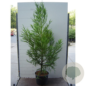 Cryptomeria j. 'Kitayama' 125-150 cm container meerstammmig