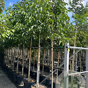 Juglans regia 14-16 HO container