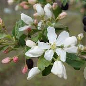 Malus baccata 'Street Parade' 8-10 HO container