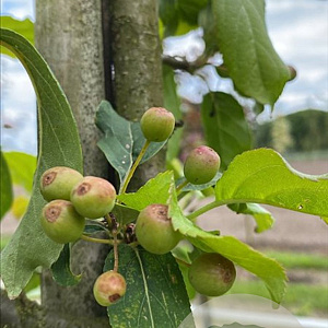 Malus 'Mokum' 14-16 HO container