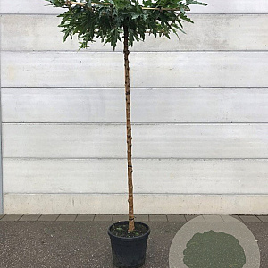 Morus alba 'Fruitless' 12-14 HO container dakvorm