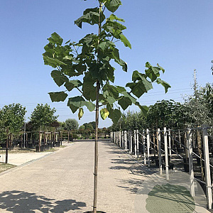 Paulownia tomentosa 12-14 HO container