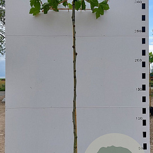 Platanus hispanica 10-12 HO container dakvorm