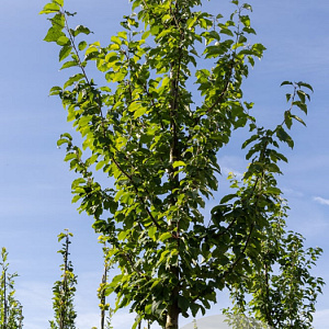 Prunus a. 'Landscape Bloom' 12-14 HO container
