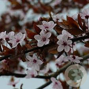 Prunus cerasifera 250-300 cm draadkluit solitair