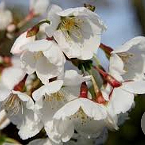 Prunus 'Mieke' 12-14 HO container