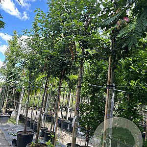 Prunus padus 14-16 HO container