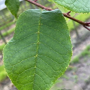Prunus padus 14-16 HO container