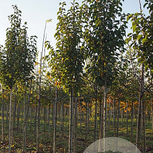 Pyrus calleryana 'Chanticleer' 18-20 HO draadkluit 3 X verplant