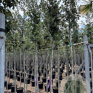 Quercus ilex 6-8 HO container