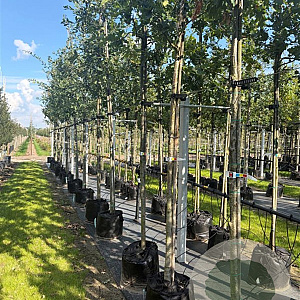 Quercus robur 10-12 HO container