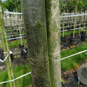 Quercus robur 10-12 HO container