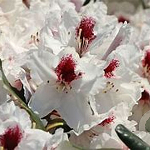 Rhododendron Hachmann's Picobello 60-70 cm 40L