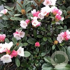 Rhododendron (Y) 'Queen Bee' 60-70 cm 40L