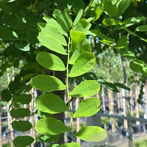 Robinia ps. 'Bessoniana' 14-16 HO container