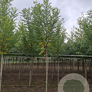 Robinia ps. 'Bessoniana' 16-18 HO draadkluit 3 X verplant