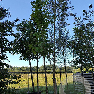 Salix alba 16-18 HO container