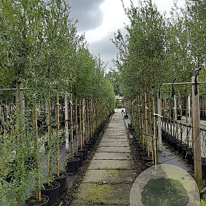 Salix alba 6-8 HO container