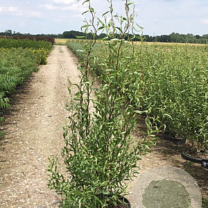 Salix babylonica 'Tortuosa' 300-350 cm container geveerd