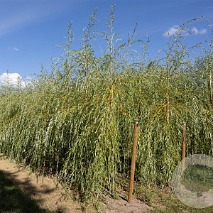 Salix sepulcralis 'Chrysocoma' 6-8 HO container