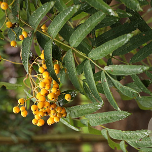 Sorbus arn. 'Schouten' 10-12 HO container
