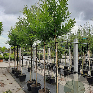 Styphnolobium japonicum 8-10 HO container