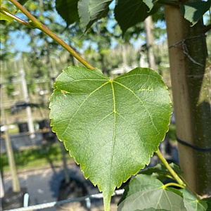 Tilia cordata 'Greenspire' 10-12 HO container