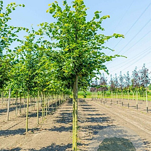 Tilia cordata 'Rancho' 16-18 HO container