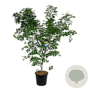 Acer Arctic Jade 125-150 cm 30L extra