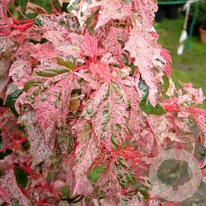 Acer conspicuum 'Red Flamingo' 175-200 cm 30L extra