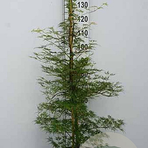 Acer Ice Dragon 150-175 cm cont. 55L extra