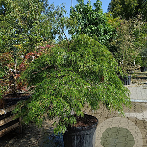 Acer pal. 'Dissectum' 100-125 cm cont. 55L extra