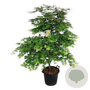 Acer pal. 'Osakazuki' 150-175 cm cont. 55L extra