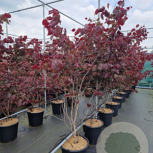 Cercis can. 'Forest Pansy' 150-175 cm 30L extra