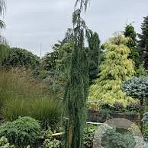 Chamaecyparis n. 'Moonshot' 100-125 cm 6,5L