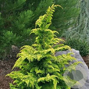 Chamaecyparis o. 'Fernspray Gold' 40-50 cm 6,5L