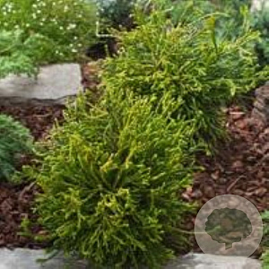 Chamaecyparis o. 'Gitte' 30-40 cm 6,5L