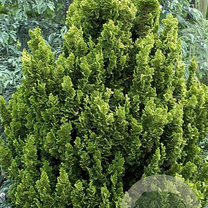 Chamaecyparis o. 'Meroki Twin' 30-40 cm 6,5L