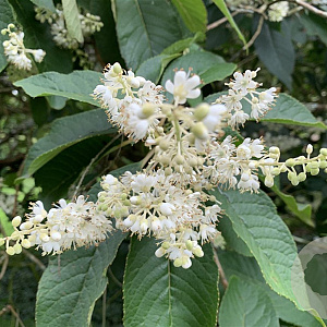 Clethra barbinervis 80-100 cm 14L