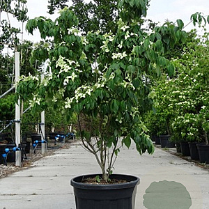 Cornus k. 'China Girl' 225-250 cm cont. 230L solitair