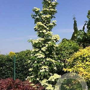 Cornus k. Flower Tower 100-125 cm 14L
