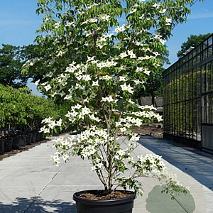 Cornus k. 'Weisse Fontaine' 250-300 cm cont. 285L solitair