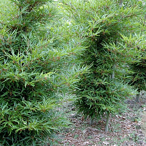 Fagus syl. 'Mercedes' 60 cm stam 15L