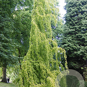Fagus syl. 'Rohan Green Weeping' 200-225 cm 30L extra