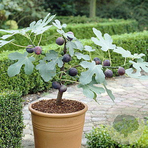 Ficus car. Little Miss Figgy 80-100 cm 14L
